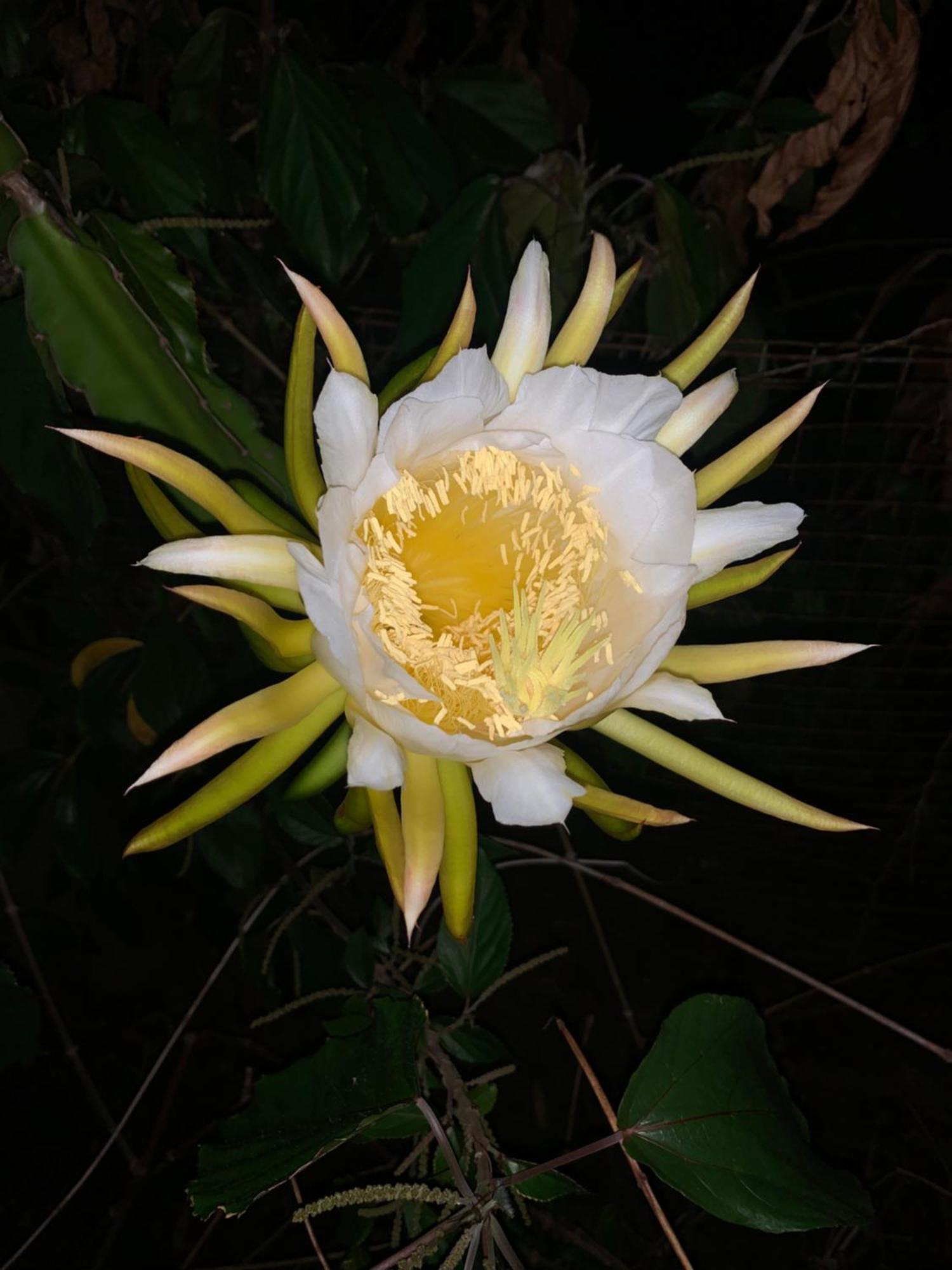 Lily Pad Lodge Bambou Esterno foto